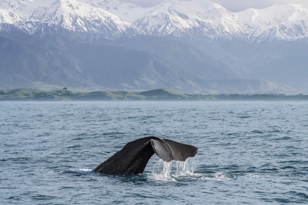 Obersação de baleias, Kaikoura Canterbury | Crédito Miles Holden
